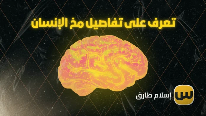 تعرف على تفاصيل مخ الإنسان: وظائفه، أجزائه، وأهمية كل فص