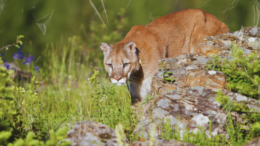 Woman killed in mountain lion attack in Colorado